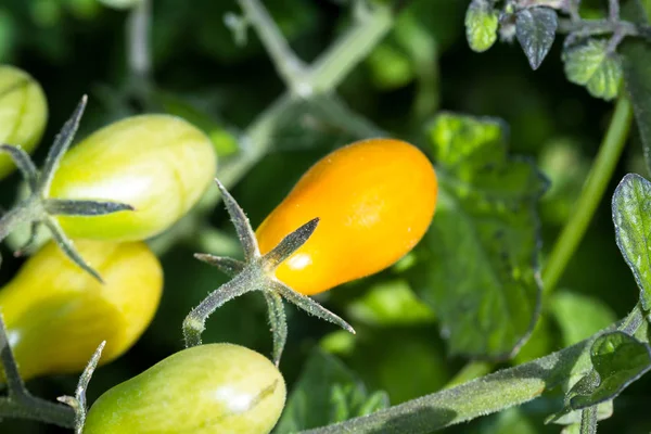 Tuin verse tomaten — Stockfoto