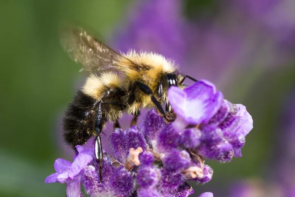 Bumblebee feeding on lavender flowers — Stock Photo, Image