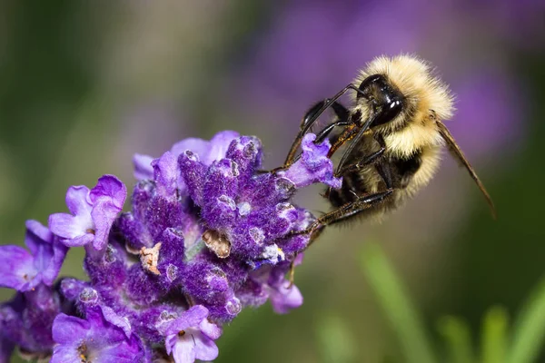 Bumblebee feeding on lavender flowers — Stock Photo, Image