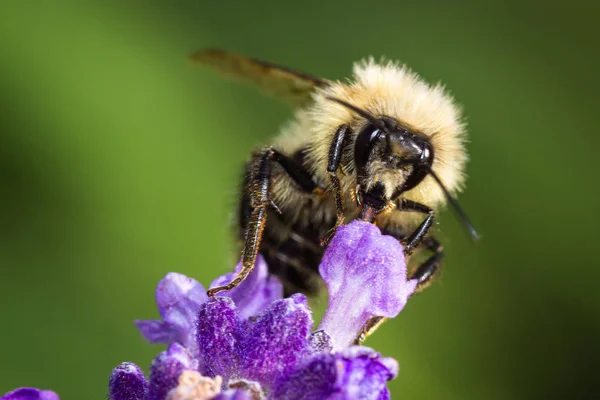 Hommel voeden met lavendel — Stockfoto