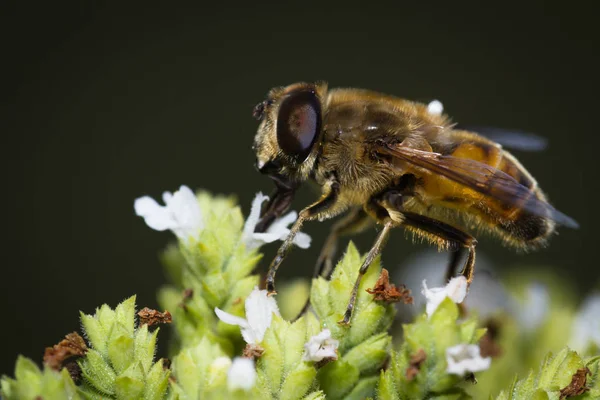 Makro Honigbiene — Stockfoto