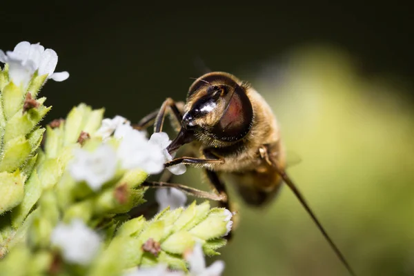 꿀벌 매크로 — 스톡 사진