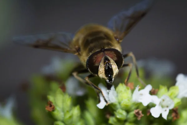 Honey bee macro — Stock Photo, Image