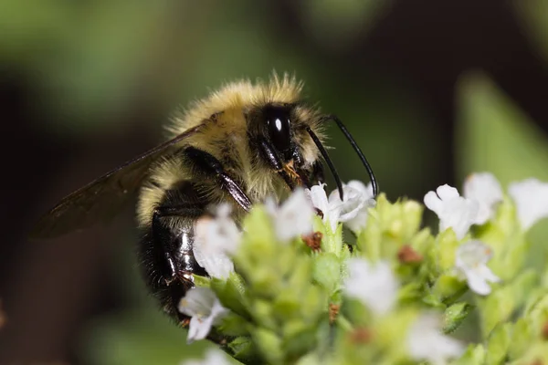 Bumble bee macro — Stock Photo, Image