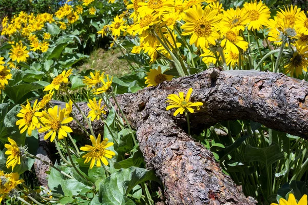 Wild spring flowers — Stock Photo, Image