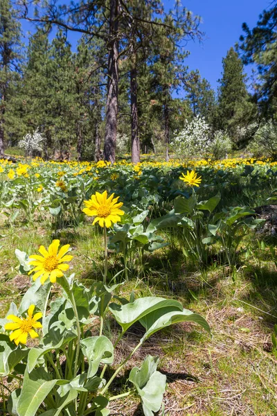 Wild spring flowers — Stock Photo, Image