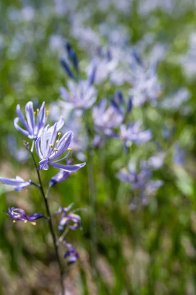 Violette Frühlingswildblumen — Stockfoto