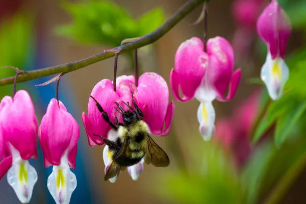 Bumble bee op een bloeden hart — Stockfoto