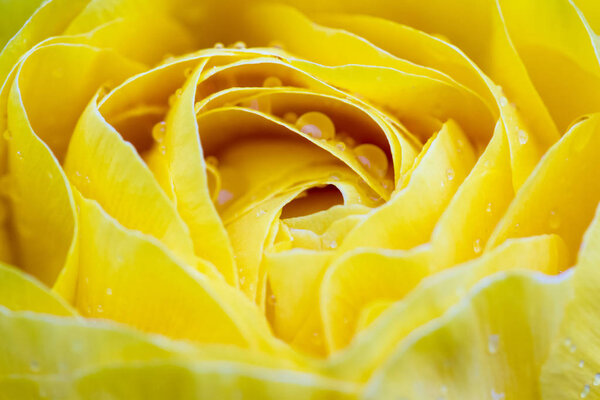 yellow rose macro