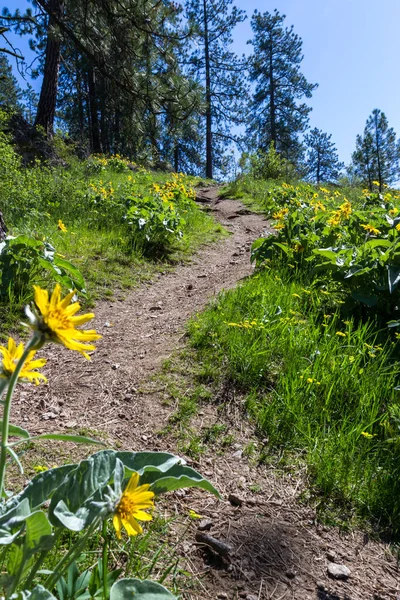 Wanderweg am Kübelberg — Stockfoto