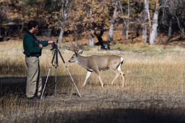 Yosemite yaban hayatı fotoğrafçılığı