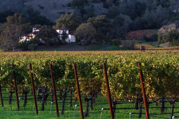 Automne dans la vallée de Napa — Photo