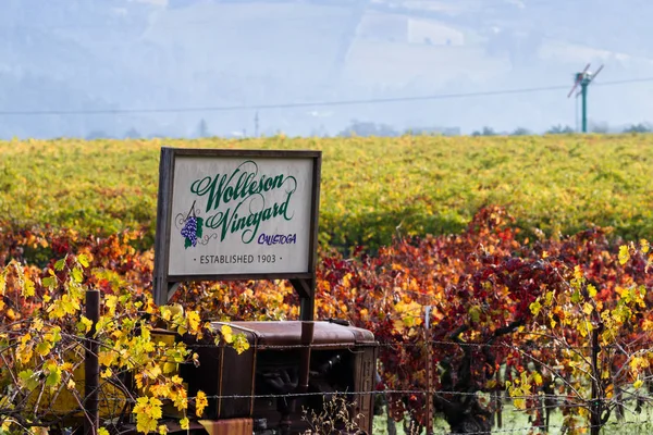 Automne dans les vignes — Photo