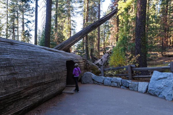 Padlé sequoia s tunelem — Stock fotografie