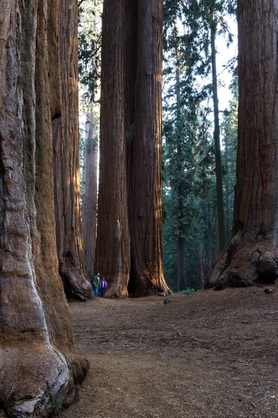 Giant sequoia Γκρόουβ στην Καλιφόρνια — Φωτογραφία Αρχείου