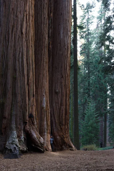 Óriás sequoia grove Kaliforniában — Stock Fotó