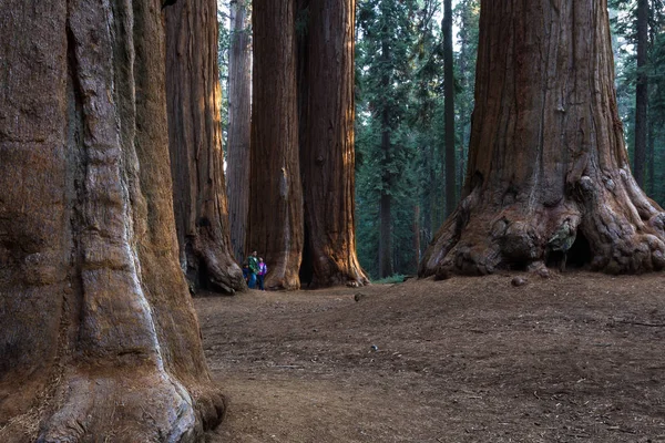 Boschetto di sequoia gigante in California — Foto Stock