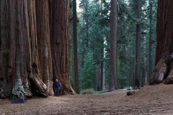 Arvoredo de sequoia gigante na Califórnia — Fotografia de Stock