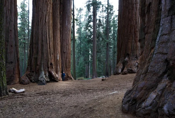 Arvoredo de sequoia gigante na Califórnia — Fotografia de Stock