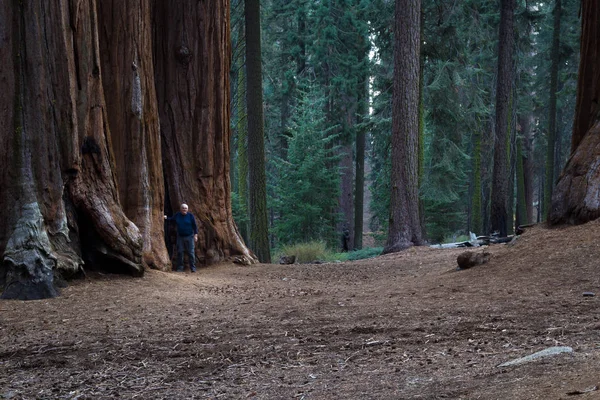Boschetto di sequoia gigante in California — Foto Stock