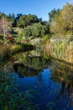 bir su birikintisi huzurlu yansıması
