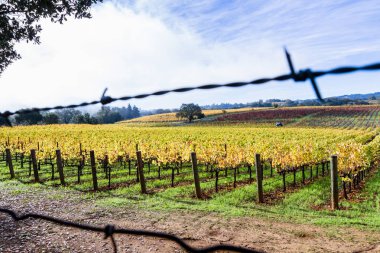 Altın sonbahar bağ