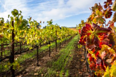 Sonbaharda renkli üzüm bağları 