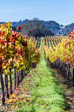 Sonbaharda renkli üzüm bağları 
