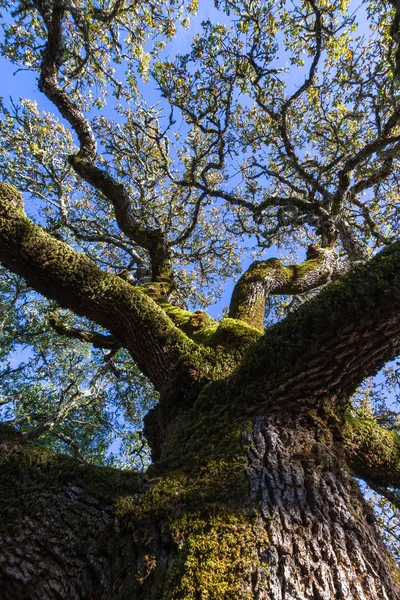 Blick auf eine Eiche — Stockfoto