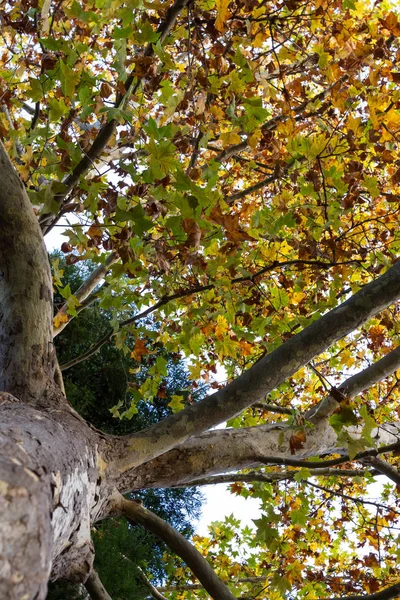 Blick nach oben im Herbst — Stockfoto