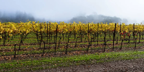 Goldene Herbstblätter — Stockfoto