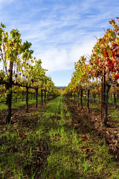 Colorful vineyard in autumn — Stock Photo, Image