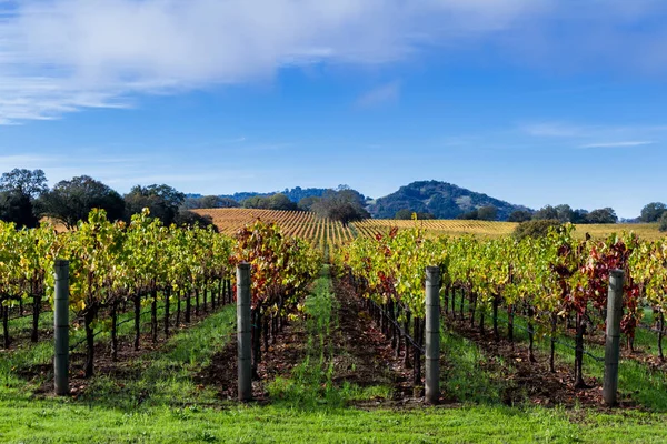 Vigneto colorato in autunno — Foto Stock