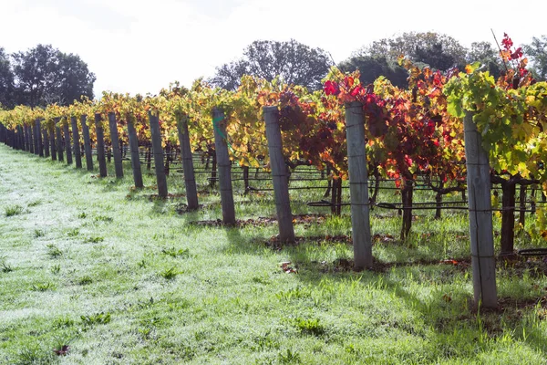 Colorido viñedo en otoño —  Fotos de Stock