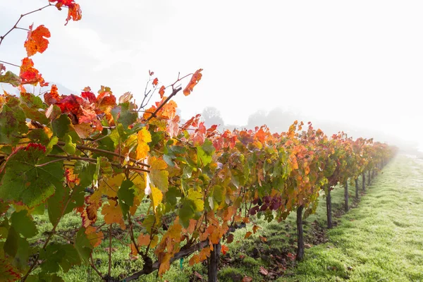 Podzimní vinice ráno — Stock fotografie