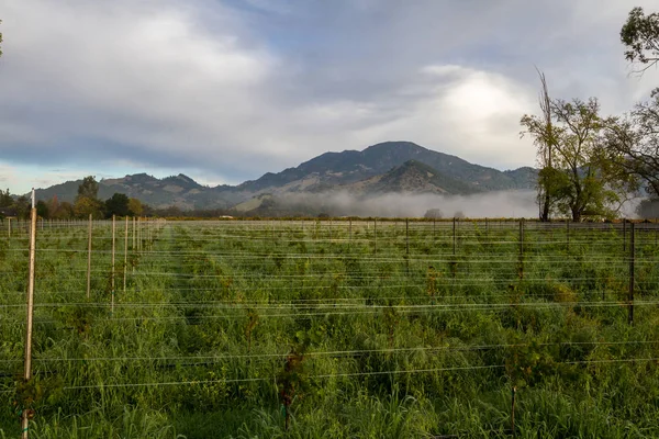 New grape vines — Stock Photo, Image