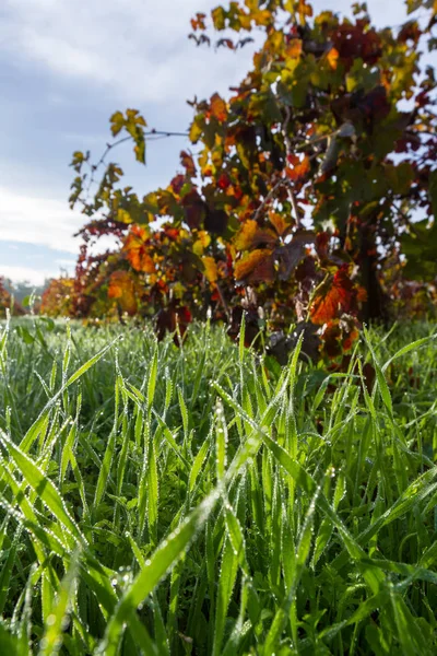 Morning due on the grass — Stock Photo, Image