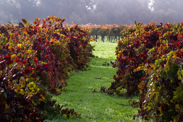 Viñedo de otoño por la mañana — Foto de Stock