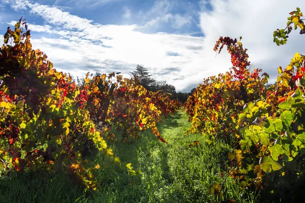Herfst wijngaard in de ochtend — Stockfoto