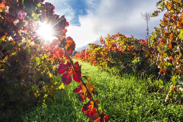 Herfst wijngaard in de ochtend — Stockfoto