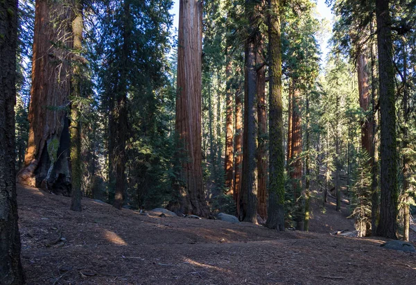 Riesenmammutbäume in Kalifornien — Stockfoto