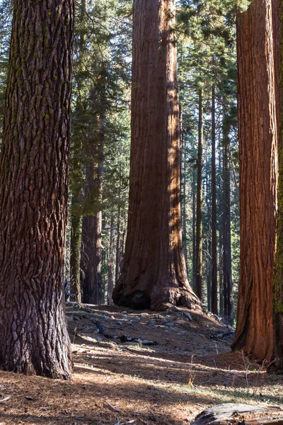 Sequoie giganti in California — Foto Stock