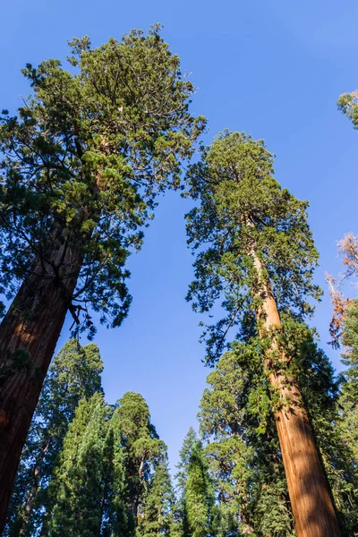 巨杉树 — 图库照片