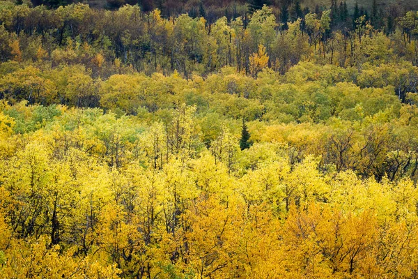 Höst i fjällen — Stockfoto