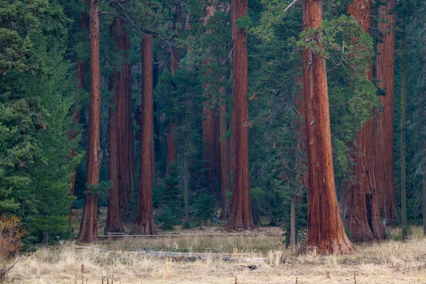 Velké stromy v Kalifornii — Stock fotografie
