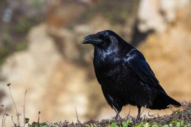 Siyah California karga 