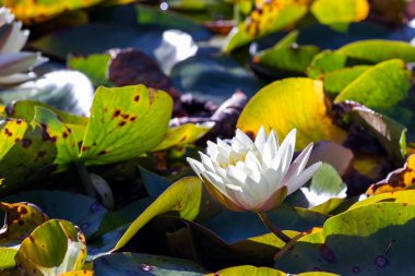 Güzel nilüfer çiçeği 
