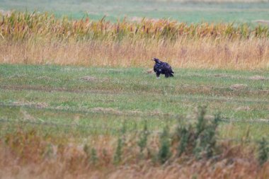 Altın Kartal - aquila chrysaetos