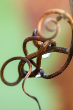 eski üzüm asma runner