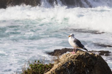 Deniz martı dalgaları ile rahatlatıcı
